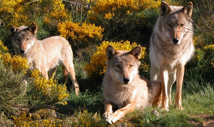 parc à loup du gévaudan