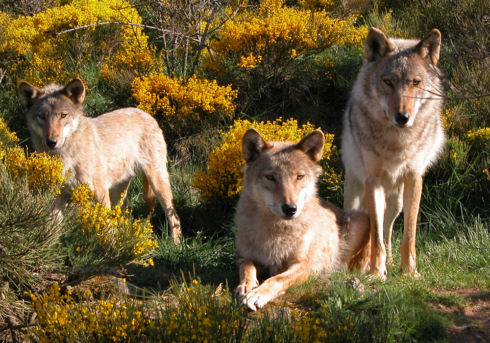parc à loup du gévaudan